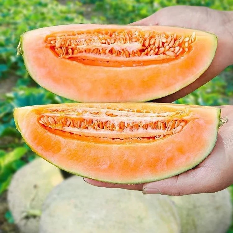 Chinese hami Melon Seeds2